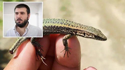 Annesini unutmadı: Keşfettiği kertenkele türüne vefat eden validesinin ismini verdi