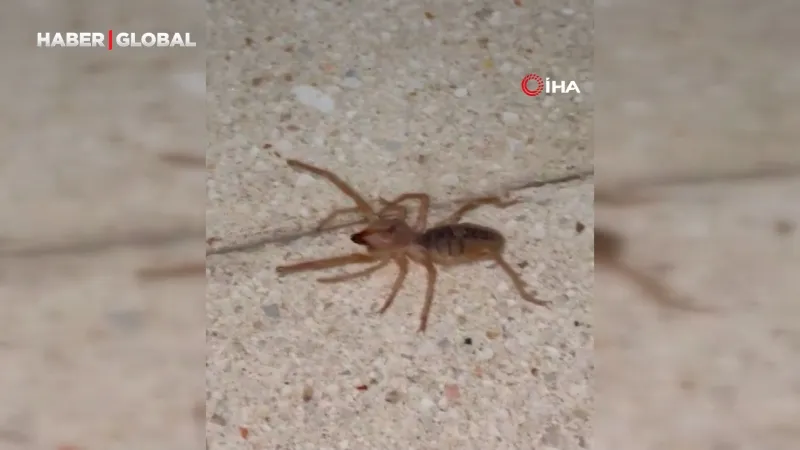 Elazığ’da zehirli etçil sarı kız örümceği görüntülendi