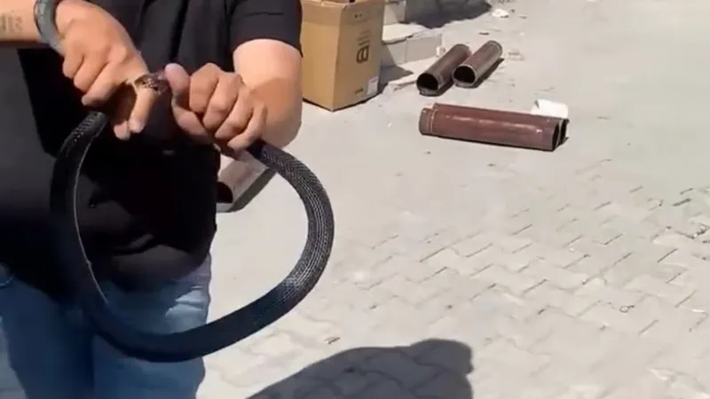 Eve Giren Yılanı Yakalamak İstedi Parmağını Kaptırdı!