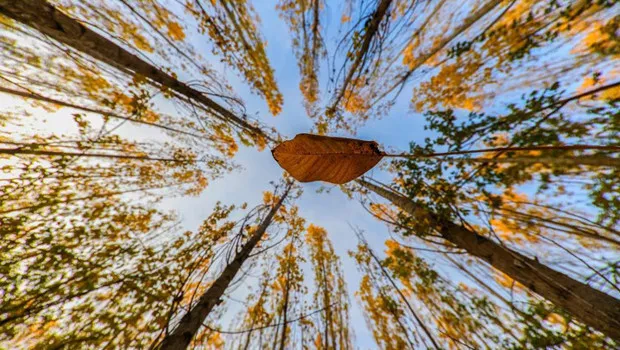 Erzincan'da Sonbahar Şöleni: Dağlar Renk Cümbüşüne Döndü!