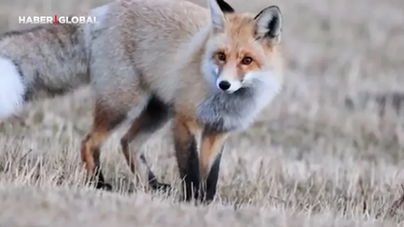 Kızıl Tilkinin Müthiş Av Taktiği Kamerada! Fareye Ölümcül Tuzak