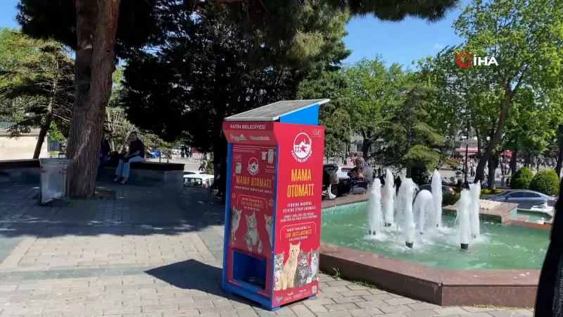 Martılardan Kedi Taklidi! Mama İçin Miyavlıyorlar!