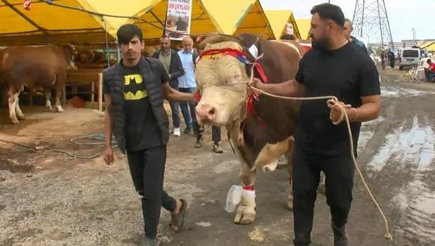 Şampiyon boğanın sahibi: Cumhurbaşkanına hediye edeceğim!