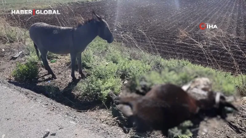 Telef olan annesinin başında beklediği görüntülerle duygulandıran sıpa yeni yuvasında